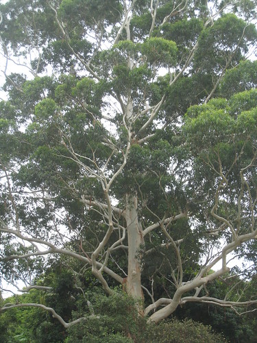 Eucalyptus grandis IMG_3964