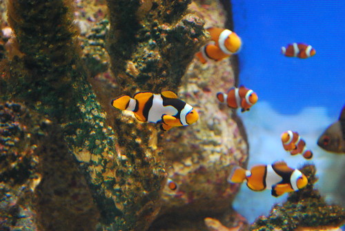pretty clown fish