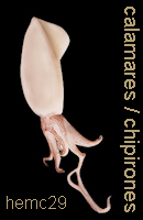 hemc 29 - calamares/chipirones