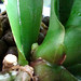 Phalaenopsis marbella