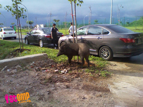 Wild boar spotted at Punggol Riverside gets 'friendly' with passers-by