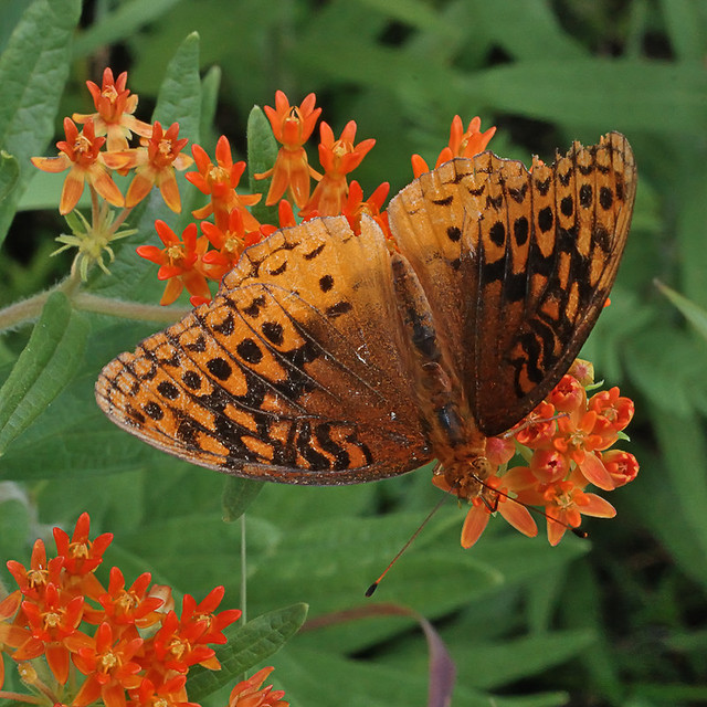 Cuivre River State Park, near Troy, Missouri, USA - orange flowers with butterfly