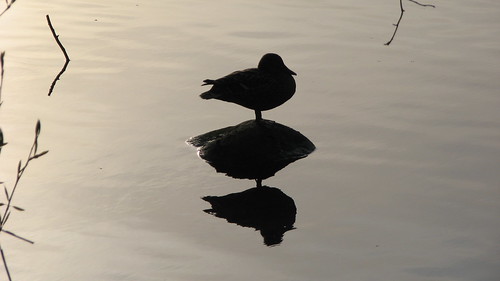 Resting Duck in Lafarge Lake