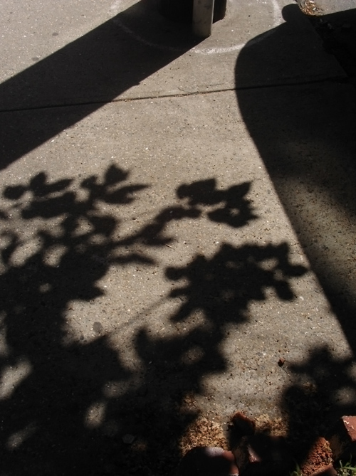 shadows and light play on a sidewalk