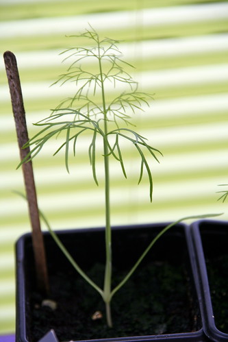 Colossal Fennel