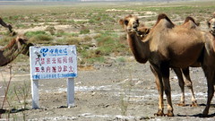 Camels east of Qingshui on National Highway G312 in Gansu Province, China