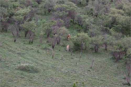 你拍攝的 10 Masai Mara - Balloon Safari - Lion。