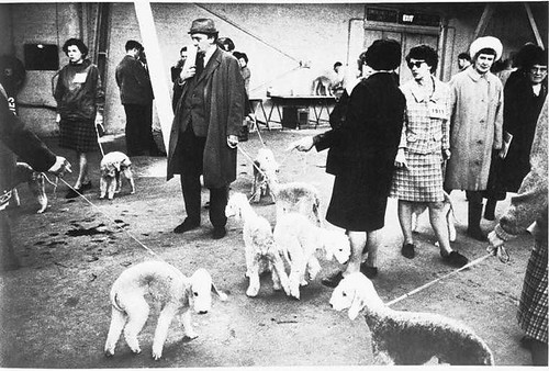 Crufts Dog Show 1968 par National Media Museum
