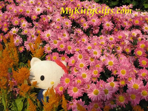 Hello Kitty Hiding in Pink Chrysanthemum Hedge in Hong Kong Orchid Trip