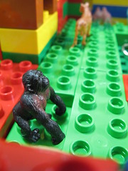 20090507-yoyo的動物園大猩猩區