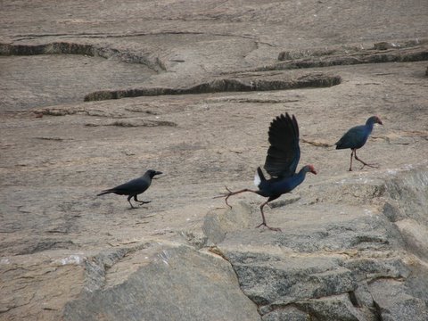 crow chasing purple moorhen off the rock lalbagh 220308