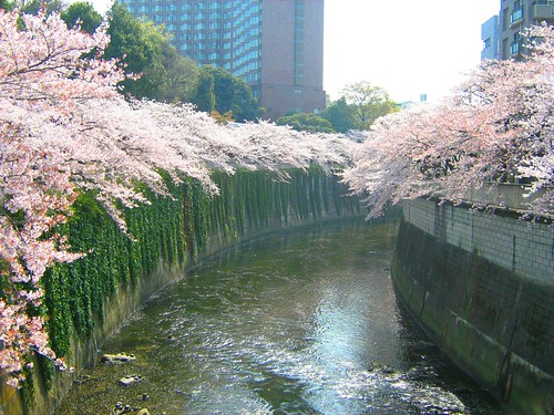 Cherry Blossoms over Kanta River