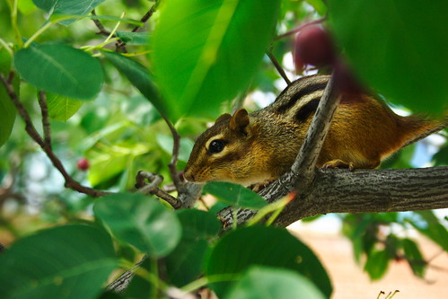 Chipmunk on the tree