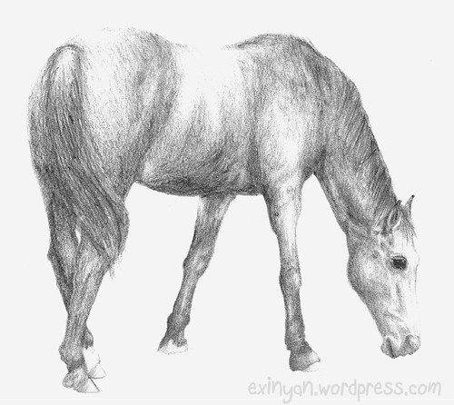 FirstHand Observational Pencil Drawing of Domesticated Horse