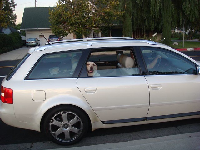 cars dogs wagon losangeles southerncalifornia sanfernandovalley encino pearlescent lydiamarcus fotonomous curioustransport httpfotonomousblogspotcom 2002audis6avant