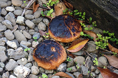 Big mushrooms in my backyard?