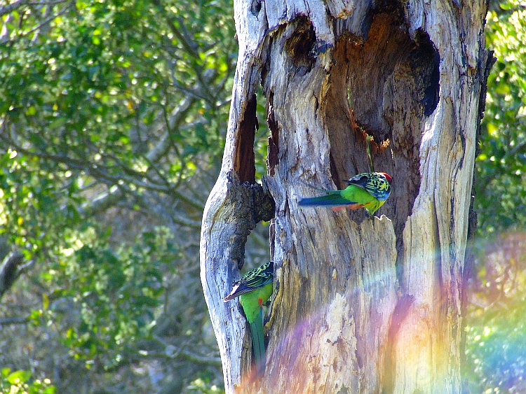 two eastern rosella parrots with lens flare