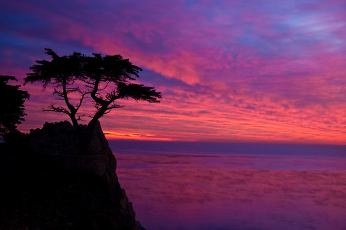 Lone Cypress sunset