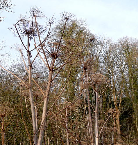 Giant hogweed forest 23Dec08