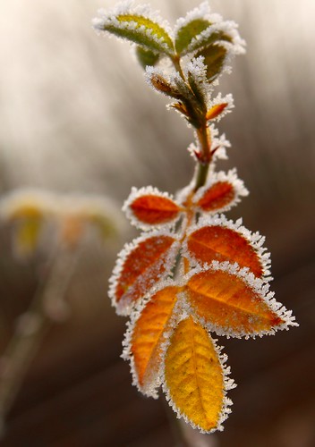 Orange Frost