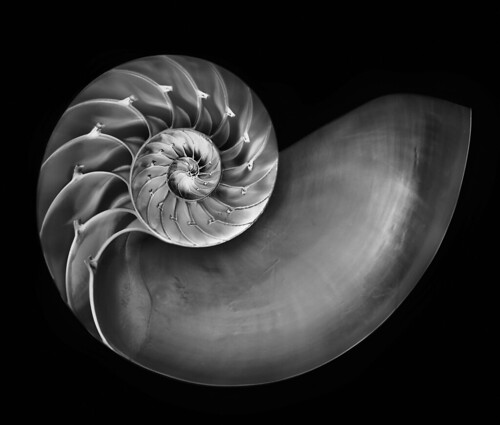 Nautilus in Black and White