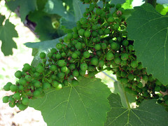 chardonnay grapes at laurel gray winery