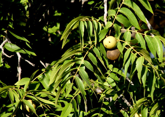 Fruto y follaje del Nogalillo, River walnut, Juglans microcarpa