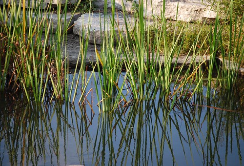 pond grass DSC_9968