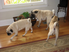 three pugs playing with some toys