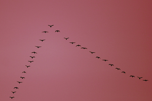 Canadian Geese in formation