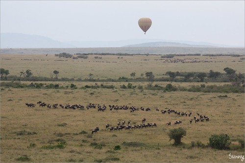 你拍攝的 14 Masai Mara - Balloon Safari - Wildebeest Migration。