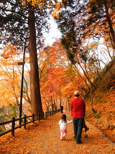 walk along the fallen leaves