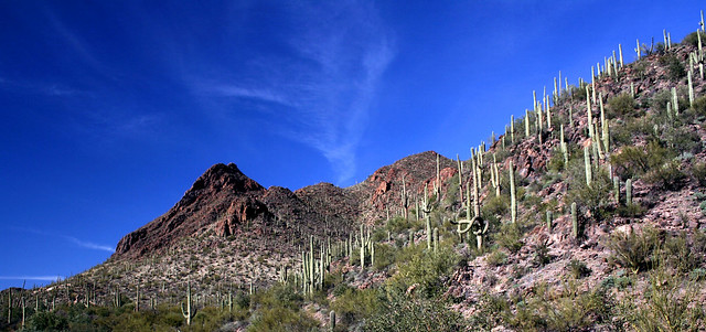 Cacti of Sonoran Desert