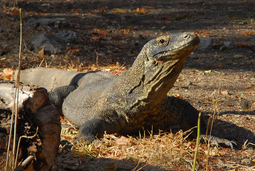 Komodo Dragon, Rinca Island