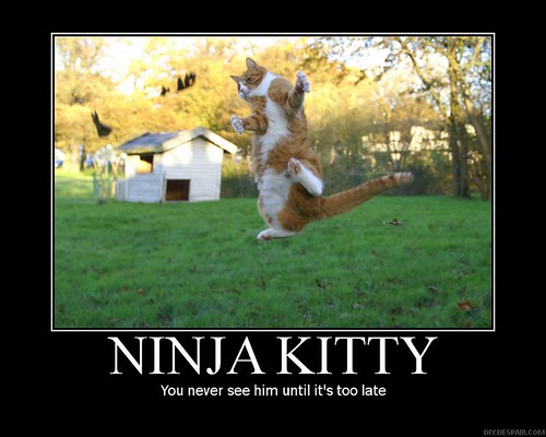 ninja-kitty