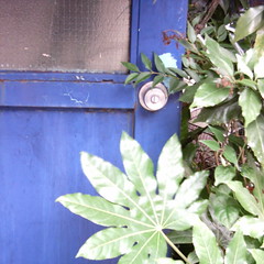 【写真】ミニデジで撮影した青ドアと葉っぱ