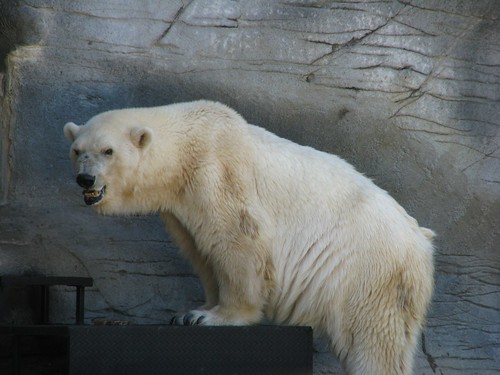 Debby the Polar Bear