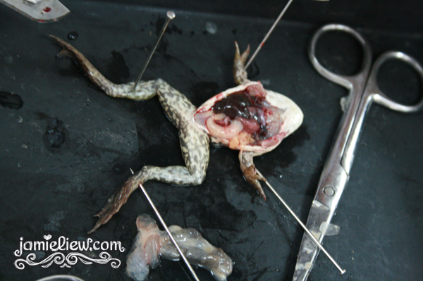 frogs for dissection