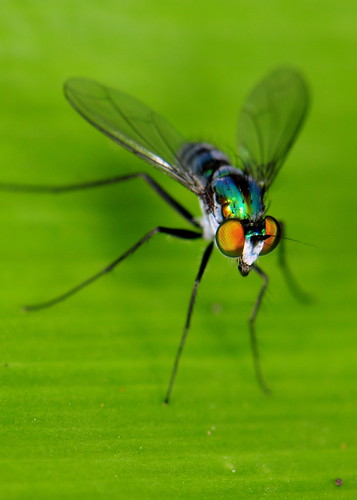 Colourful long-legged fly