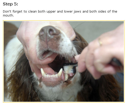 Các bước cơ bản đánh răng trên chó - bước 5.