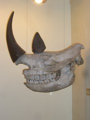 Booth Museum Rhino Skull