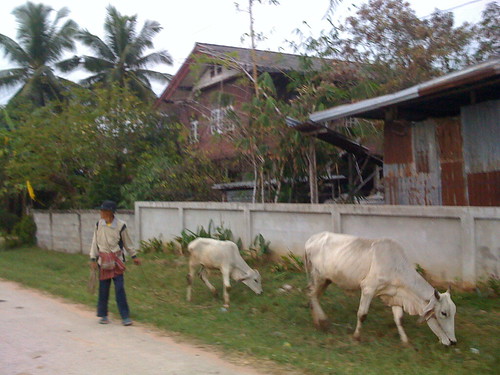 朝、牛をつれて歩く人