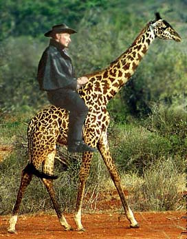 LeeVanCleef-Giraffe