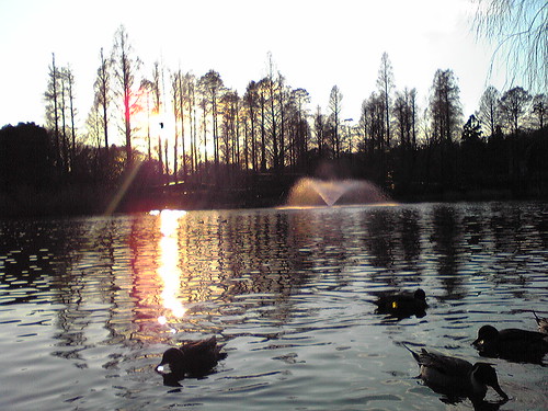 Sunset at Inokashira Pond