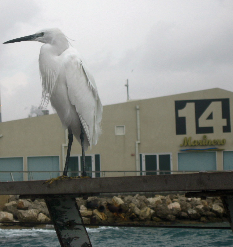 1-2-2009-mr-egret