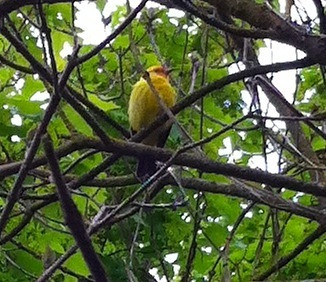 Yellow bird in the garden