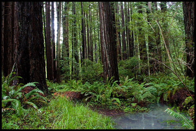 Redwoods Winter2 3-26-11
