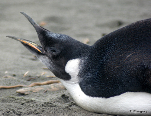 Emperor Penguin visits Peka Peka Beach by 111 Emergency
