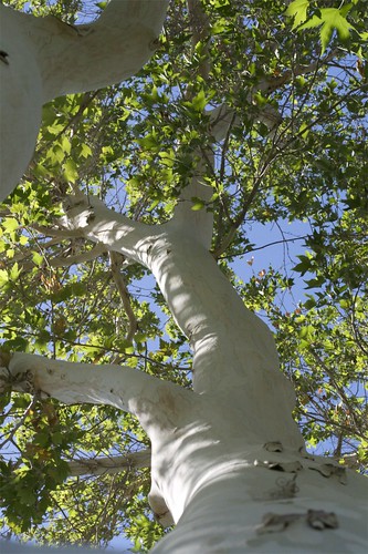 Tree, Indio, CA, Harry Smiley
