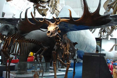 Manitoba Museum of Finds Art님이 촬영한 Natural History Museum London, 2005.
